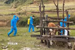 Rắc vôi, phun thuốc tiêu độc khử trùng tại các điểm trâu bò nghi bị nhiễm tụ huyết trùng, lở mồm long móng. (Ảnh: Khoa Chương/TTXVN)