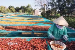 Nông dân trồng càphê Robusta tại Đắk Lắk đang phơi càphê sau thu hoạch. (Ảnh: Kha Phạm/TTXVN)
