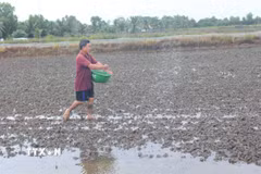 Nông dân xã Khánh Bình (tỉnh Cà Mau) đang chăm sóc lúa vừa mới xuống giống. (Ảnh: Chanh Đa/TTXVN)