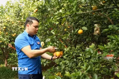 Anh Nguyễn Thế Dũng, đảng viên trẻ Bắc Ninh, khởi nghiệp thành công với mô hình trồng cây ăn quả kết hợp với nuôi chim bồ câu Pháp. (Ảnh: Đinh Văn Nhiều/TTXVN)