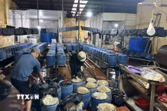 Khu vực sản xuất giá đỗ của Nguyễn Văn Đạt. (Ảnh TTXVN phát)