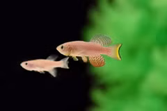 Cá killifish màu ngọc lam châu Phi được sử dụng trong nghiên cứu. (Ảnh do Giáo sư Itamar Harel cung cấp)