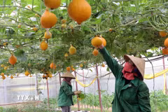 Phú Thọ tìm cơ hội hợp tác tại Bỉ về kinh tế, nông nghiệp và văn hóa, du lịch