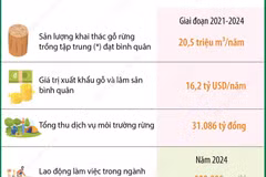 80 năm ngành lâm nghiệp: Động lực quan trọng của tăng trưởng kinh tế quốc gia