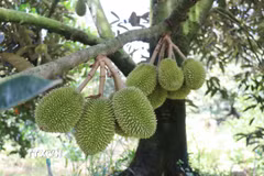 Sầu riêng ở tỉnh Đồng Tháp. (Ảnh: Hữu Chí/TTXVN)