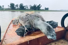 Cá thể Giải sin-hoi được vớt lên tại hồ Đồng Mô sau khi chết vào tháng 4/2023. (Nguồn: Tổ chức Bảo tồn rùa châu Á)