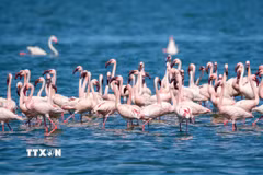 Hồng hạc tại hồ Elementaita, thuộc hạt Nakuru, Kenya, trong khu vực Thung lũng Great Rift. (Ảnh: THX/TTXVN phát)