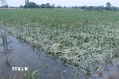 Đến sáng 27/8, xã Thần Khê, tỉnh Hưng Yên, còn khoảng 60ha lúa bị ngập nặng. (Ảnh: Đinh Văn Nhiều/TTXVN)