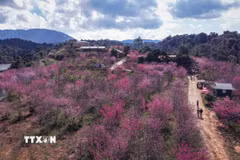 Nhìn từ trên cao, đảo hoa được nhuộm một màu hồng của hoa anh đào. (Ảnh: Xuân Tư/TTXVN)