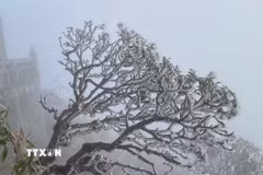 Ảnh minh họa. (Ảnh: TTXVN phát)