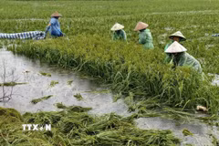 Nông dân ngoại thành Hà Nội gặt lúa chạy lụt do mưa lớn kéo dài