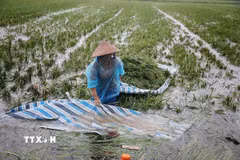 Giữa thửa ruộng mênh mông nước, người nông dân gom những bó lúa cuối cùng lên bạt để vận chuyển vào bờ. (Ảnh: Phạm Tuấn Anh/TTXVN)