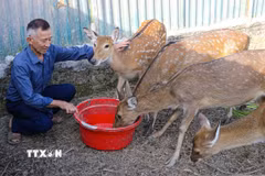 Ông Nguyễn Đình Kiên, Bí thư Chi bộ xã Sam Mứn (Điện Biên) làm giàu nhờ mô hình nuôi hươu. (Ảnh: Phan Quân/TTXVN)