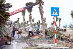 Công nhân khẩn trương trồng và chăm sóc các cây dừa dọc đường Trương Pháp, khu vực bãi biển Nhật Lệ (Quảng Trị), góp phần chỉnh trang cảnh quan đô thị ven biển. (Ảnh: Tá Chuyên/TTXVN)