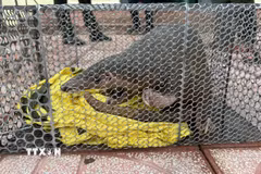 Cá thể tê tê có trọng lượng 3,2kg, là loài động vật rừng nguy cấp, quý, hiếm thuộc nhóm IB. (Ảnh: TTXVN phát)