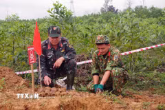 Lực lượng Công binh, Bộ Chỉ huy Quân sự tỉnh Quảng Trị đang tiến hành tìm kiếm rà phá các vật liệu nổ tại thôn Vĩnh An, xã Cam Hiếu, huyện Cam Lộ. (Ảnh: TTXVN phát)
