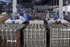 Sản xuất chế biến cá hộp xuất khẩu tại nhà máy thực phẩm đóng hộp KTC, Công ty cổ phần thương mại Kiên Giang. (Ảnh: Lê Huy Hải/TTXVN)