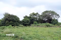 Toàn cảnh khu vực di tích miếu thờ Chúa Tiên Nguyễn Hoàng (chùa Long Phước) tại xã Cồn Tiên, tỉnh Quảng Trị, giờ chỉ còn những dấu tích nền móng, chân cột đá và gạch cổ nằm giữa cây cối, cỏ dại um tùm. (Ảnh: Tá Chuyên/TTXVN)