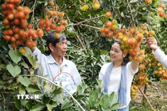 Du khách tìm hiểu kỹ thuật chăm sóc cây tại vườn chôm chôm ở phường Bình Lộc, thành phố Đồng Nai. (Ảnh: Lê Xuân/TTXVN)