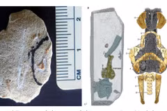 Palaeospondylus chỉ dài vài centimet, có thân hình mảnh như lươn và xương khớp kỳ dị. (Ảnh: globaltimes)
