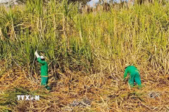 Nông dân đang thu hoạch mía trên trên một cánh đồng tại Brazil. (Ảnh: TTXVN phát)