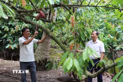 Cây ca cao trồng xen trong vườn dừa của anh Lê Hoàng Trị ở xã Bình Ninh, tỉnh Đồng Tháp, cho trái ổn định với sản lượng hàng năm khoảng 12-15 tấn. (Ảnh: Hữu Chí/TTXVN)