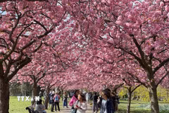 Mỗi tháng Tư về, công viên Greenwich tấp nập từ sáng tinh mơ cho tới khi tắt nắng khi du khách đổ đến chiêm ngưỡng vẻ đẹp của biểu tượng mùa Xuân. (Ảnh: Minh Hợp/TTXVN)