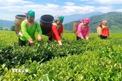 Người dân vùng cao Lai Châu thu hái chè. (Ảnh: TTXVN phát)