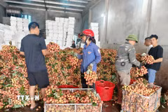 Các điểm cân, mua vải thiều. (Ảnh: Thanh Thương/TTXVN)