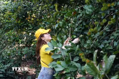 Trái cây tại các vườn vẫn chưa chín đều, nhiều du khách vạch lá tìm trái chín khi trải nghiệm du lịch vườn ở Đồng Nai. (Ảnh: Lê Xuân/TTXVN)