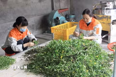 (Ảnh minh họa Thu Hoài/TTXVN)