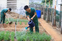 Sau những giờ làm nhiệm vụ và tập luyện, chiến sỹ Đồn Biên phòng Lý Sơn đều tập trung chăm sóc vườn rau xanh của đơn vị. (Ảnh: Kha Phạm/TTXVN)