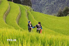 Thời điểm lúa ngả vàng thu hút đông đảo du khách đến với Mù Cang Chải, Lào Cai. (Ảnh: Tuấn Anh/TTXVN)