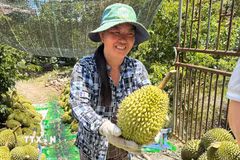Nhà vườn Đồng Tháp thu hoạch sầu riêng. (Ảnh: Công Trí/TTXVN)