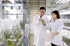 Công ty cổ phần Tập đoàn Thai Binh Seed là một trong những doanh nghiệp hàng đầu về giống cây trồng tại Việt Nam với việc sở hữu bản quyền 30 giống cây trồng; 3 nhà máy đạt tiêu chuẩn quốc tế. (Ảnh: Thế Duyệt/TTXVN)
