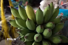 Chuối Khánh Hòa được thị trường ưa chuộng nhờ mã đẹp và chất lượng ổn định. Khi chín, quả vàng đều, ít thâm vỏ, vị ngọt thanh. (Ảnh: TTXVN phát)