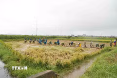 Các lực lượng chia nhau từng phần việc, khẩn trương đưa lúa ra khỏi ruộng. (Ảnh: Hữu Quyết/TTXVN)