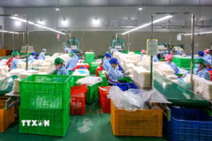 Bánh tráng của Công ty TNHH Tân Nhiên đã có chứng nhận Halal JAKIM, tuân thủ nghiêm ngặt các tiêu chuẩn của luật Hồi giáo Shariah về nguyên liệu, quy trình sản xuất và kiểm soát chất lượng. (Ảnh: Minh Phú/TTXVN)