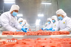 Thịt bò của Công ty Trách nhiệm hữu hạn Pacow International được đánh giá cao tại thị trường Halal nhờ đáp ứng nghiêm ngặt tiêu chuẩn về vệ sinh, quy trình giết mổ và sự minh bạch trong chuỗi cung ứng. (Ảnh: Minh Phú/TTXVN)