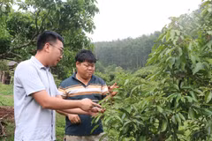 Nông dân xã Sơn Hải, tỉnh Bắc Ninh kiểm tra sinh trưởng của cây vải. (Ảnh: Thanh Thương/TTXVN)