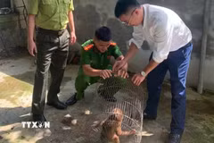 Khỉ mặt đỏ (tên khoa học là Macaca arctoides) là loại động vật nguy cấp, quý, hiếm. (Ảnh: TTXVN phát)