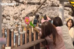 Hàn Quốc thất thu du lịch mùa hoa anh đào