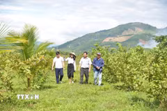 Nông trại Phạm văn Đồng trở thành điểm đến hấp dẫn của nhiều du khách. (Ảnh: Đinh Hương/TTXVN)