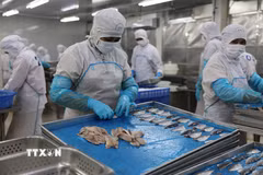 Chế biến thủy sản xuất khẩu tại Công ty Cổ phần Chế biến Xuất nhập khẩu Thủy sản Bà Rịa-Vũng Tàu (Baseafood), phường Bà Rịa. (Ảnh: Hoàng Nhị/TTXVN)