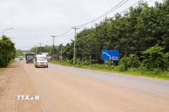 Cây cao su bên đường 769 đoạn qua sân bay Long Thành chưa được cưa cắt. (Ảnh: Công Phong/TTXVN)