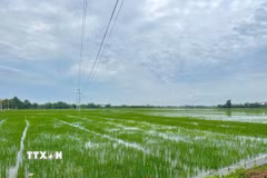 Tại xã Đồng Việt, tỉnh Bắc Ninh có hơn 100 ha lúa bị ngập. (Ảnh: Thanh Thương/TTXVN)
