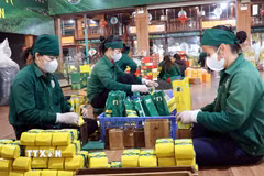 Chè Thái Nguyên. (Ảnh: Trần Trang/TTXVN)