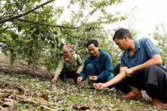 Mưa đá đã khiến diện tích mận hậu trồng xen canh với cây càphê của gia đình anh Sồng A Dạng (giữa) ở bản Co Hịnh, xã Phiêng Cằm bị thiệt hại nặng nề. (Ảnh: Quang Quyết/TTXVN)