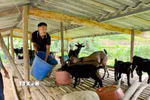 Phát huy tinh thần đảng viên “đi trước”, anh Giàng A Kỷ mạnh dạn vay vốn phát triển mô hình kinh tế tổng hợp, nhờ đó vươn lên thoát nghèo. (Ảnh: TTXVN phát)