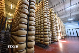 Phomát được chế biến tại Tortiano, Parma, Italy. (Nguồn: THX/TTXVN(
